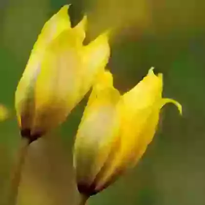 Sylvestris